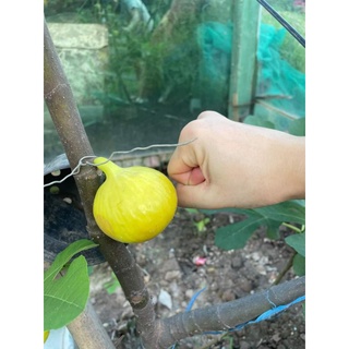 Giống Sung Mỹ Vàng Quả Siêu To