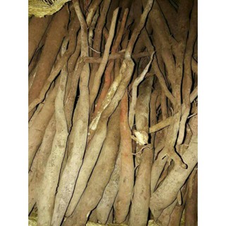 Sâm Cau Đỏ rừng tươi 1kg