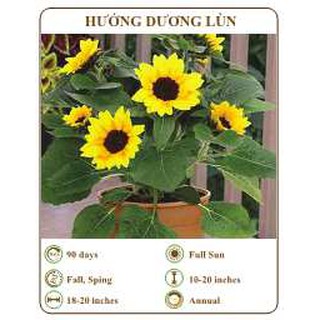 Hạt giống hướng dương lùn - THE XANH