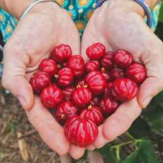 Cây surinam cherry