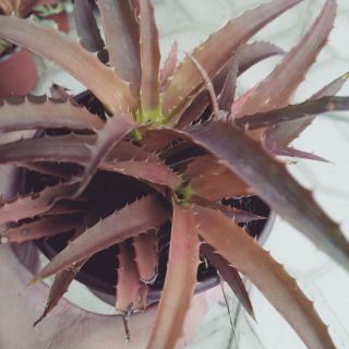 Chậu cây dứa Nam Mỹ đuôi phụng