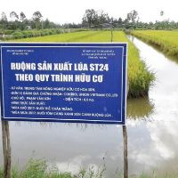 Gạo ST24 túi 5kg