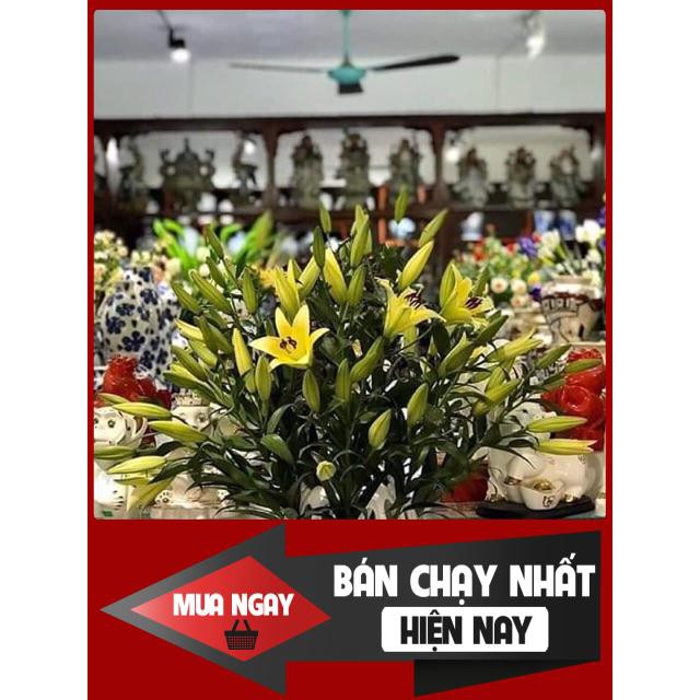 [SP BÁN CHẠY] Lọ hoa dáng Phật Thủ cắm hoa gì cũng đẹp