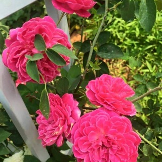 Hồng leo tường vi