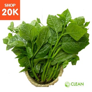Giống Rau Mồng Tơi