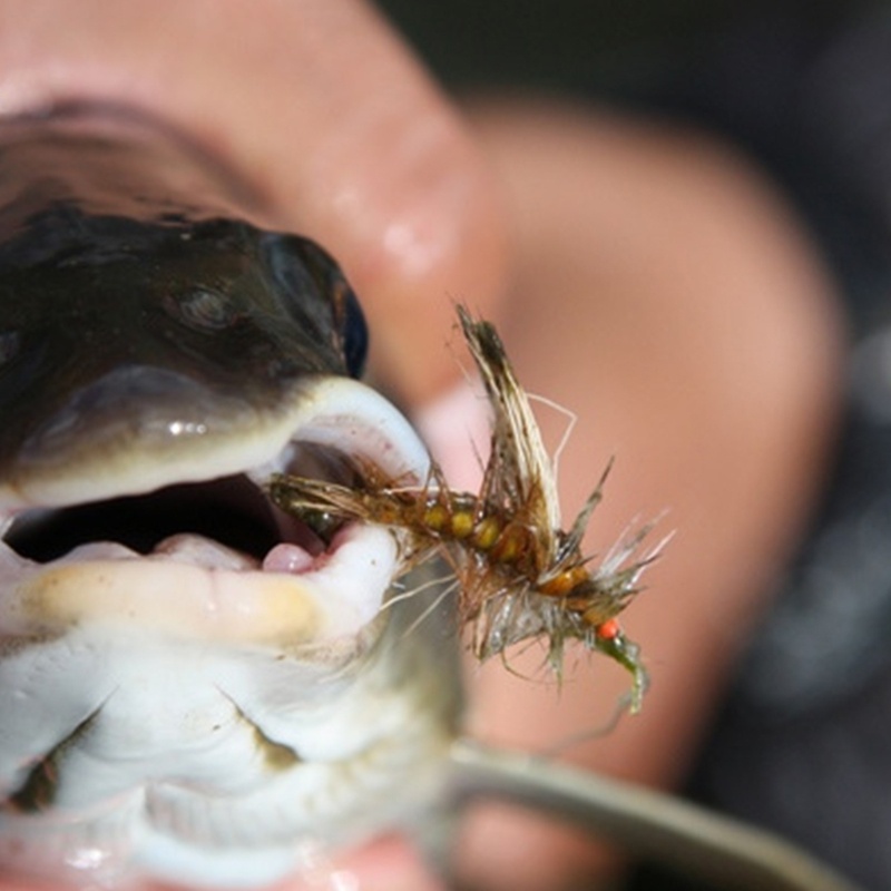 QQ Bộ 40 Mồi Câu Cá Giả Hình Ruồi Kèm Hộp Đựng