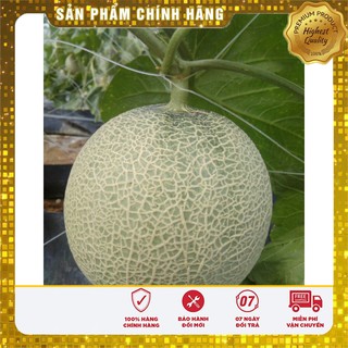 Hạt Giống Dưa Lưới Xanh Ruột Vàng(10 hạt)