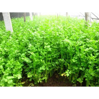 Hạt Giống Cần Tây