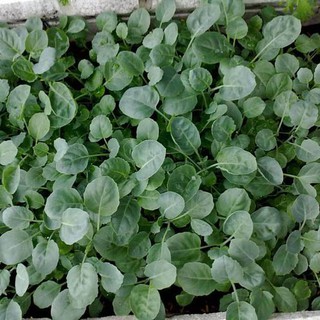 Hạt Giống Cải Rổ Cao Sản