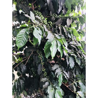 Cà phê nhân sống 1kg
