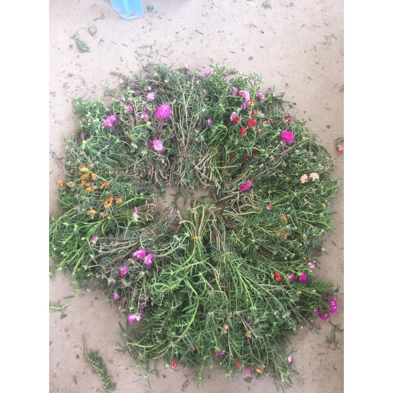 Combo 50 cành HOA MƯỜI GIỜ KÉP mix nhiều màu