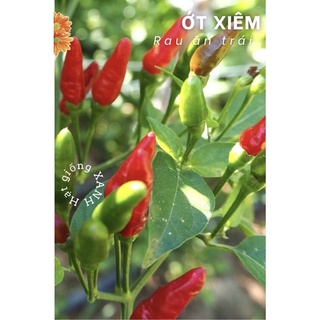 Hạt giống ớt xiêm rừng gói 0.2gr
