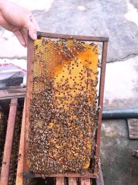 Siêu Ngon 1 Lít mật ong hoa cafe 100% nguyên chất