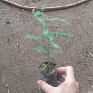 cây giống cây bồ kết