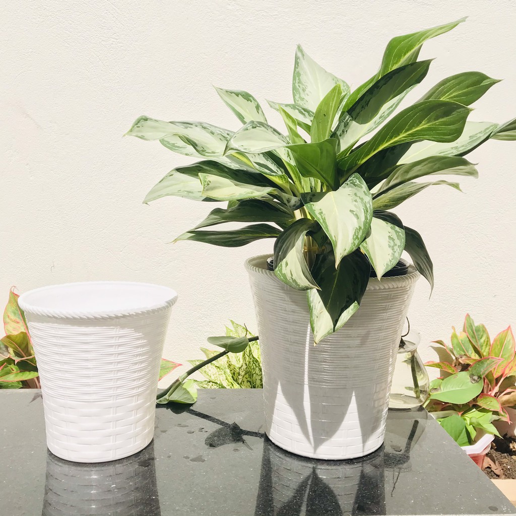 Chậu trồng cây, chậu nhựa trồng cây mây đan 2 lớp màu trắng 2 kích thước