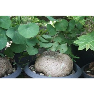 [Siêu.sale.+ tặng phân bón] Củ Bình Vôi Bonsai siêu to 🤩