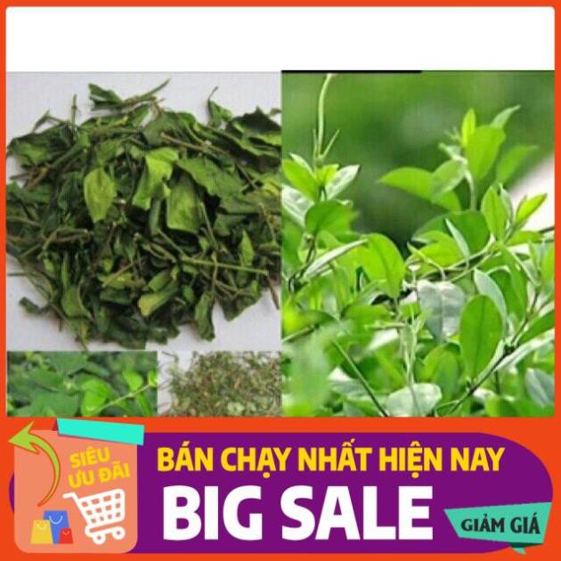 5 cây giống Thìa canh Chuẩn giống F1