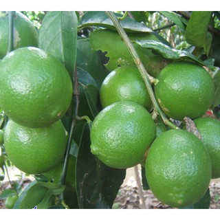 cây chanh bắc