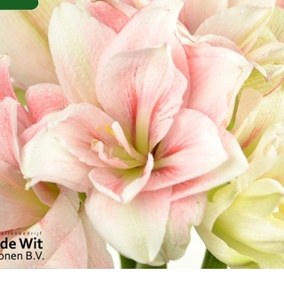 Củ hoa lan huệ ngoại Hà Lan Pink Glory