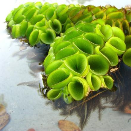 BÈO TAI CHUỘT TRANG TRÍ BỂ CÁ, GIÚP LỌC SẠCH, TRONG NƯỚC