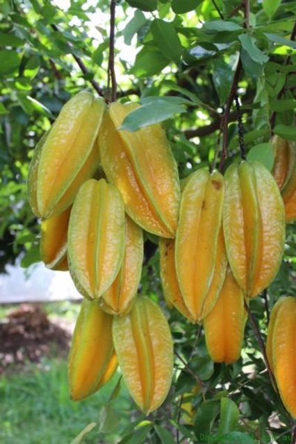 Cây khế ngọt, khế chua