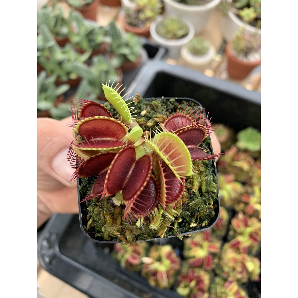 Cây bẫy kẹp , cây Venus Flytrap