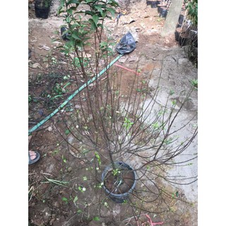 cây giống hoa mai trắng(nhất tri mai)