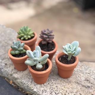 Chậu đất nung mini