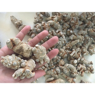 0,5kg Củ tam thất khô