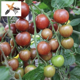 🍀Hạt Giống Cà Chua Socola F1🍀 Gói 50 Hạt Giống Chống Chịu Sâu Bệnh TRỒNG HOA TẾT