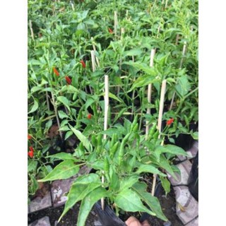 Cây ớt hiểm trái nhỏ siêu trái , cây đẹp, giống chuẩn