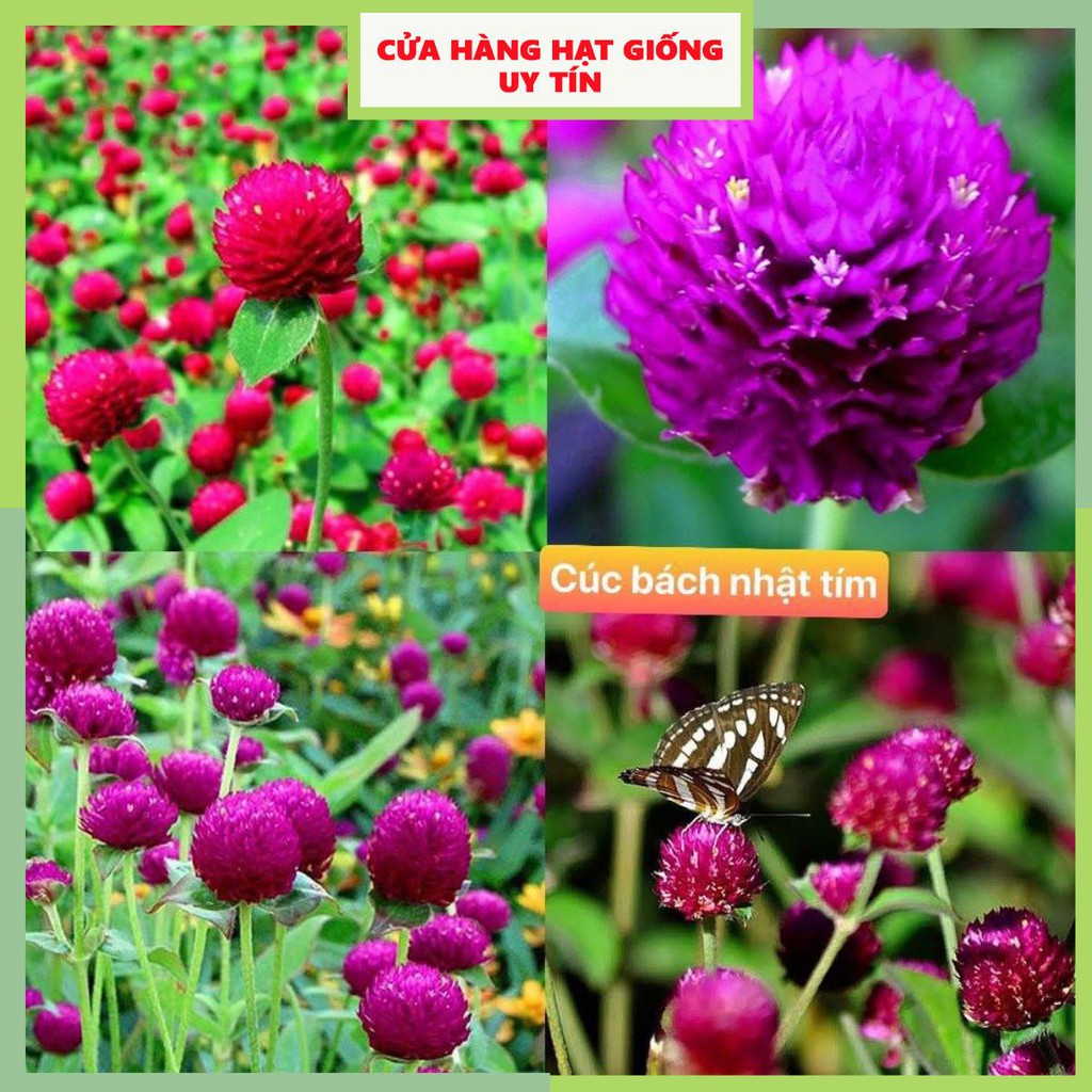 [Gói 150 hạt] Hạt Giống Hoa Bách Nhật Tím F1 Loại Siêu Dễ Trồng, Hoa Nở Đẹp Tặng kèm Hướng Dẫn Trồng