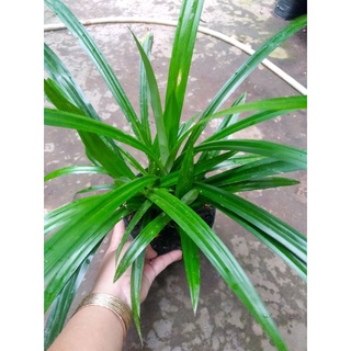 Chậu Cây lá dứa, lá nếp thơm