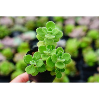 Sen đá Nhất mạt hương bầu nhỏ 6cm