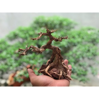 Cây bonsai D20xc20 cho bể cá thuỷ sinh