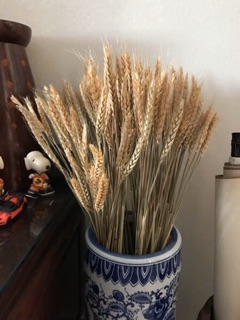 Bông lúa mạch khô (oder)