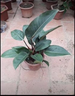 Trầu bà đế vương