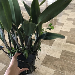 Lan cát siêu to siêu nhiều thân