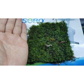 12cm vuông Rêu Wepping cạn cho ae chơi bán cạn và thủy sinh