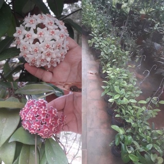CÂY CẨM CÙ hoa lan cẩm cù Carnosa white và Carnosa pink