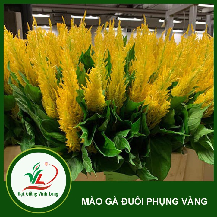 Hạt giống hoa Mào gà đuôi phụng màu vàng RD 922 - 0,1g