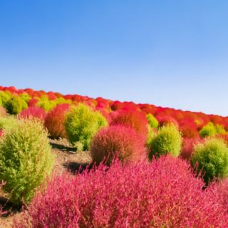 HẠT GIỐNG CỎ ĐỔI MÀU ( KOCHIA) 100 HẠT
