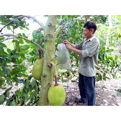 Túi bọc mít lớn  50x70 bao bọc mít