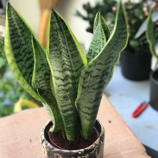 Lưỡi hỏi mini( chậu nhựa)