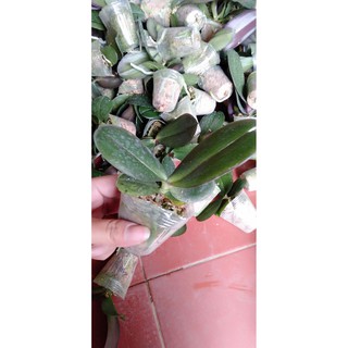hoa phong lan hồ điệp giống