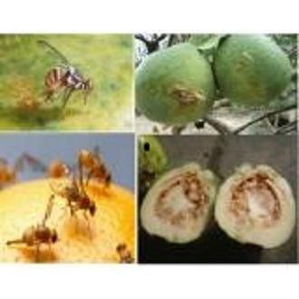 Combo thuốc dẫn dụ ruồi vàng đục trái Vizubon-D và 4 bẫy ruồi vàng đục trái