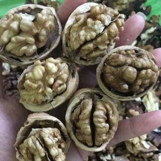 Quả óc chó