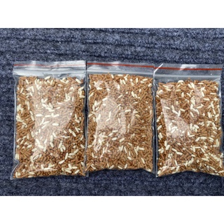 MỒI bẫy chuột