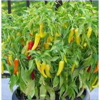 Hạt giống ớt sừng vàng châu phi - Gói 0.1gram