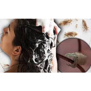 Dầu gội chí Aladin Thái Dương
